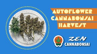Zen Cannabonsai episode 10 autoflower cannabonsai harvest