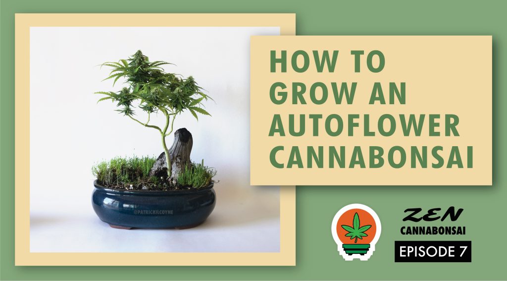 how to grow an autoflower cannabonsai