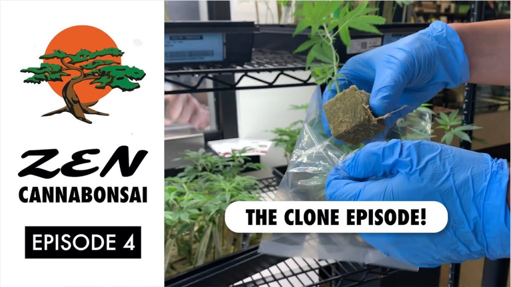 Zen Cannabonsai Episode 4 how to grow a cannabonsai from clone