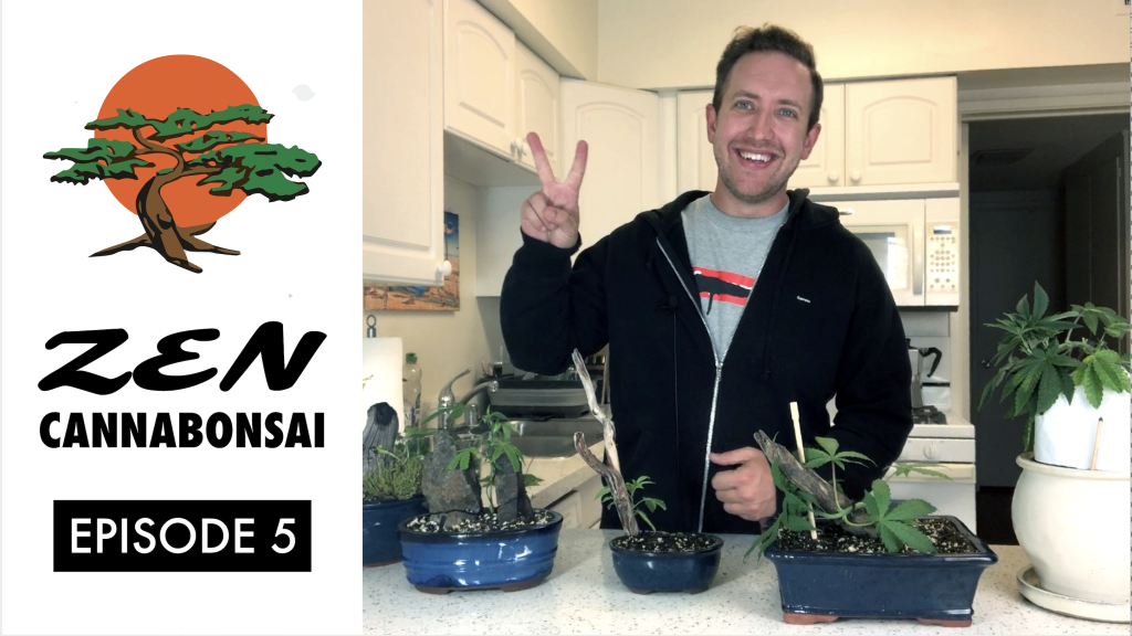 how to water and trim a cannabonsai