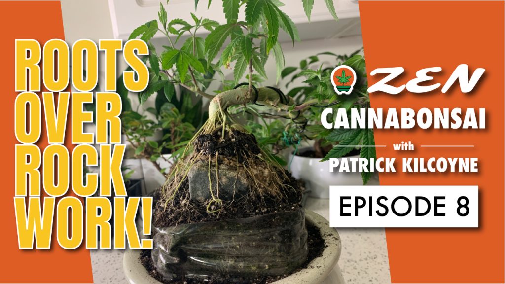 how to grow a roots over rock cannabonsai