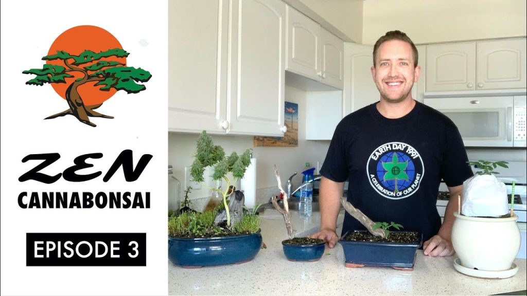 Zen Cannabonsai Episode 4